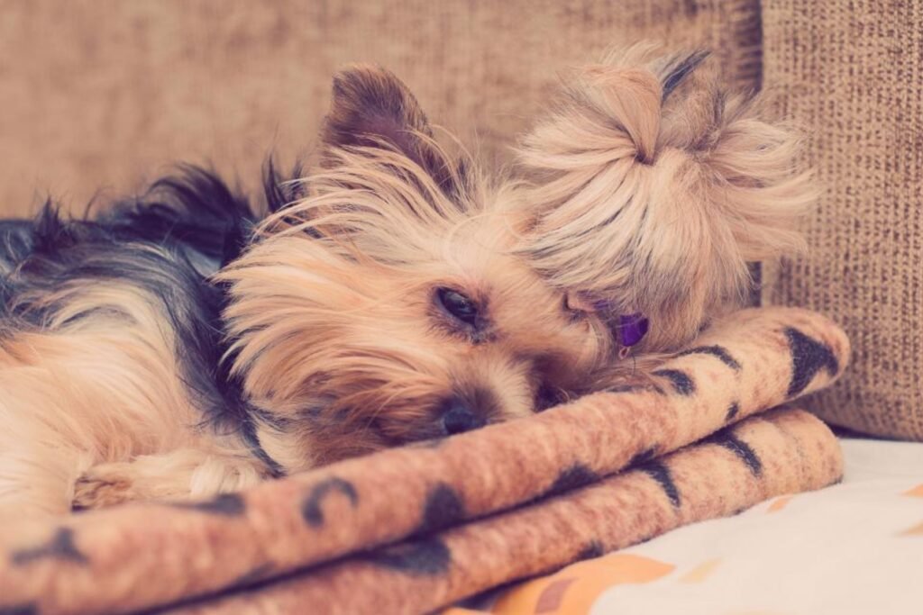 A small long-haired dog resting on a soft blanket