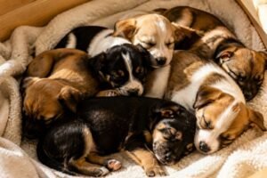 A litter of young puppies sleeping together in a clean, sunlit whelping box lined with soft blankets