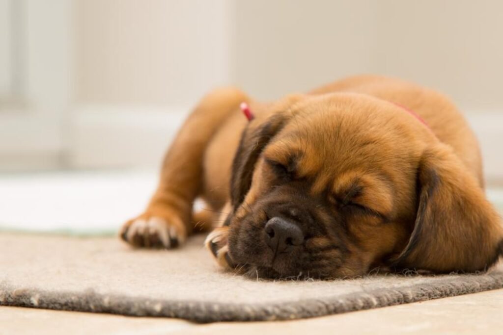 A brown puppy fast asleep on a soft rug