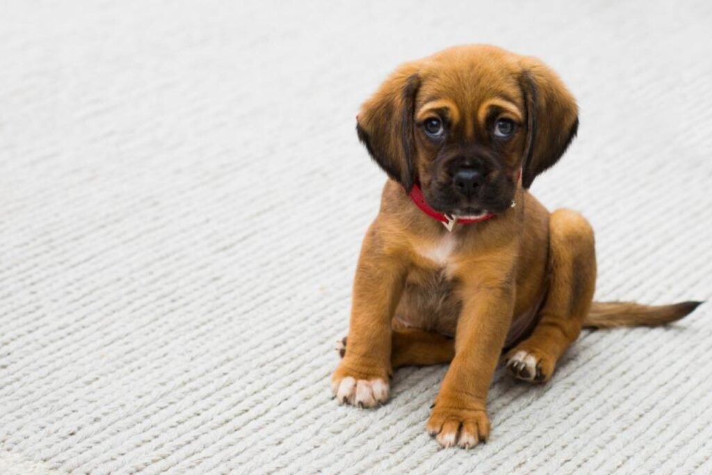 A small brown puppy with a red collar sitting on a light carpet and looking up